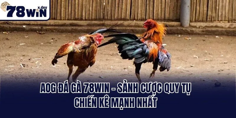 AOG Đá Gà 78win - Sảnh Cược Quy Tụ Chiến Kê Mạnh Nhất